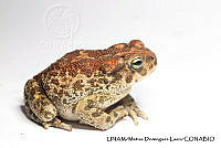 PJ016 0275 Incilius occidentalis.JPG