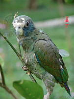 ILT0037 Pionus senilis.jpg