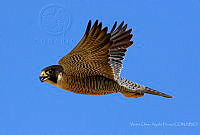 VOAP0075 Falco peregrinus.jpg