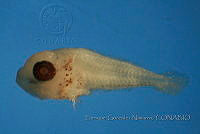 EGN317 Scomber japonicus.JPG