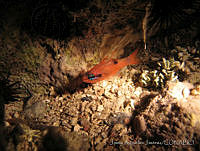 JAJ0018 Apogon maculatus.jpg