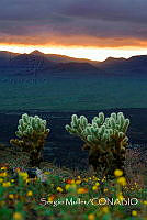 SM005 Cajeme, Sonora.jpg