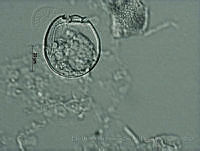 EDISyBDP023 Sinophysis canaliculata.jpg