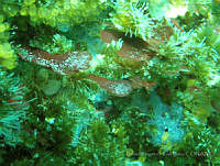 RRR0087 Ozophora clevelandii.JPG