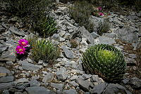 FBA0446 Agave victoriae-reginae, Echinocereus reichenbachii ssp. armatus.jpg