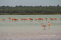FBA0936 Phoenicopterus ruber.jpg