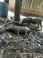 ZG018 0146 Sus scrofa.jpg