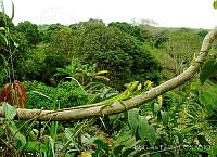 EGP0416 Laemanctus serratus.jpg