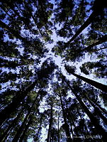 HP01 Abies religiosa.jpg