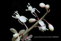 Huitz 2092 Rivina humilis.jpg