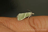 JCGM03013 Lepidoptera.jpg