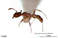 ME006 Hormi 0331 Pheidole punctatissima.jpg