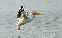 SM0456 Pelecanus erythrorhynchos.jpg