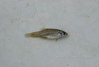 HE009 P 0207 Lucania parva.JPG