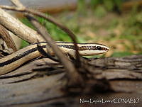 NLL0043 Conophis vittatus.jpg
