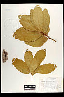 102082 Quercus tuberculata.jpg