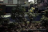 2468 Dahlia pinnata.jpg