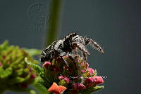 SM0494 Eris militaris.jpg