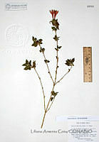 LAC011  Justicia candicans.JPG