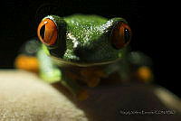NXE02 Agalychnis callidryas.jpg