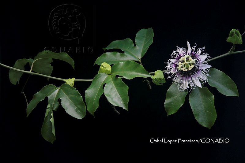 Zongo%202568%20Passiflora%20edulis%20Sims%20f..jpg.nSj 3 P0MWmNlUVjQA3g0JtbmFja29CbnFuZ3NAbXJ6LGtwZwA.HWz8zyZfeS