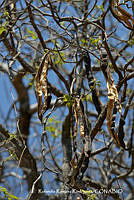 RRR0877 Tabebuia rosea.jpg