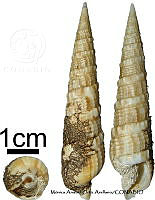 KT014 0837 Pristiterebra tuberculosa.JPG