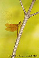 PJ016 0640 Perithemis intensa.JPG