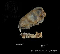 LESS 0445 Lasiurus cinereus cinereus.JPG