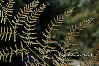 Zongo 0004 Pteridium caudatum.jpg