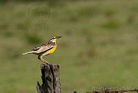 MGaves 2638 Sturnella magna.jpg