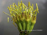 AJGM0035 Agave applanata.JPG
