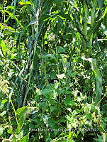 SG019 0114 Tinantia erecta.jpg