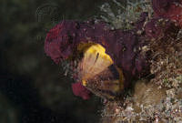 OAO0288 Porifera.jpg