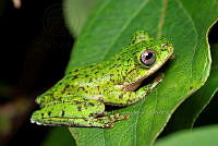 VHJA 0004 Quilticohyla acrochorda.jpg