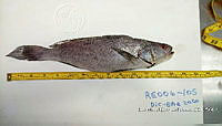 RE006 0038 Totoaba.tif