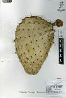 YPH2322 Opuntia hyptiacantha.jpg