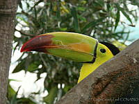 CGL1988 Ramphastos sulfuratus.jpg