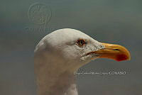 DGML 008 Larus occidentalis.jpg