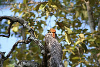 XVP0014 Xiphorhynchus flavigaster.jpg