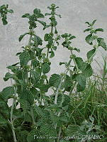 PTL1634 Marrubium vulgare.jpg