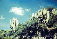 4343 Pachycereus weberi.jpg