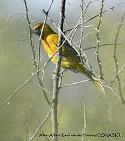 AAKVDH 0158 Icterus pustulatus.JPG