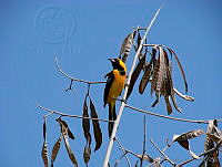 CGL1221 Icterus cucullatus.jpg