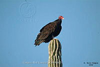 GRC0011 Cathartes aura.jpg