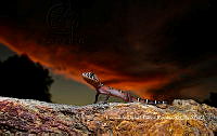MN6F0018 Coleonyx elegans.jpg