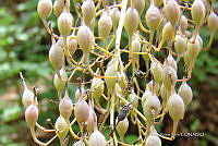 IRR 0077 Bocconia arborea.jpg