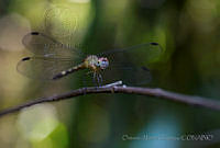 OAO0178 Libellulidae.jpg