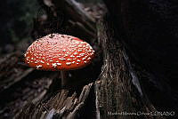 MMO0065 Amanita muscaria.jpg