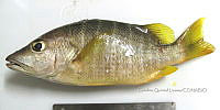 HE009 P 1802 Pargo canchix.JPG
